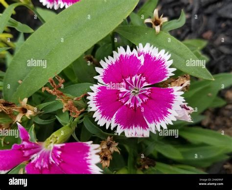 Dianthus Gratianopolitanus - Cheddar-Rosa